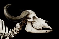 Syncerus caffer, (African buffalo). Skull and neck vertebrae. Galleries of Paleontology and Compared Anatomy. Original public domain image from Wikimedia Commons