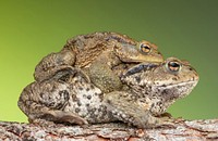 The common toad (Bufo bufo) is one of the many amphibians known for its amplexus as part of the mating process.