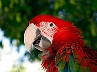 Profile of a parrot Ara Chloropterus in Rhodes, Greece. Original public domain image from Wikimedia Commons