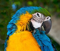 Head of an Ara ararauna, blue and yellow parrot. Original public domain image from Wikimedia Commons