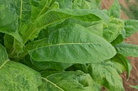 Nicotiana tabacum, tobacco, detail of a leaf in a field, Dordogne, France. Original public domain image from Wikimedia Commons