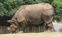 Indian Rhinoceros (Rhinoceros unicornis), at the Buffalo Zoo. Original public domain image from Wikimedia Commons
