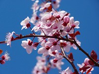 Beautiful cherry blossom. Original public domain image from Wikimedia Commons