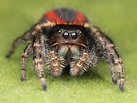 Adult female Phidippus johnsoni jumping spider. Found at China Camp State Park, California. Original public domain image from Wikimedia Commons