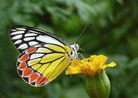 The Common Jezebel (Delias eucharis) is a medium sized pierid butterfly found in many areas of South and Southeast Asia, especially in the non-arid regions of India, Sri Lanka, Myanmar and Thailand.