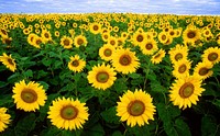 Sunflowers. Original public domain image from Wikimedia Commons