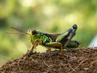 Kobilica (Grasshopper - Miramella alpina, Caelifera). Original public domain image from Wikimedia Commons