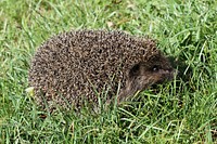 Northern white-breasted hedgehog. Ukraine. Original public domain image from Wikimedia Commons