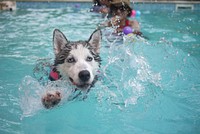 Siberian Husky Swimming in Pool. Original public domain image from Wikimedia Commons