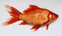 Prussian carp (Carassius gibelio). Mutation of an red color alike golden fish. Was caught in wild near Vinnitsa, Ukraine. Full length with caudal fin is 244 mm. Original public domain image from Wikimedia Commons