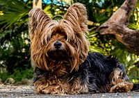 Perro yorkshire terrier perro pequeño. Original public domain image from Wikimedia Commons