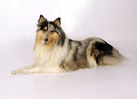 Collie dog. Original public domain image from Wikimedia Commons