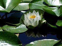 Lotus. Original public domain image from <a href="https://commons.wikimedia.org/wiki/File:Lotus-190867.jpg" target="_blank">Wikimedia Commons</a>