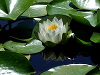 Lotus. Original public domain image from Wikimedia Commons