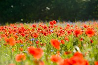 Poppy. Original public domain image from Wikimedia Commons