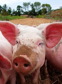Pig. Original public domain image from Wikimedia Commons