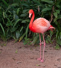 American flamingo (Phoenicopterus ruber) is standing in São Paulo Zoo. Original public domain image from Wikimedia Commons