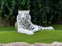 White Bengal tiger lies on grass. Original public domain image from Wikimedia Commons