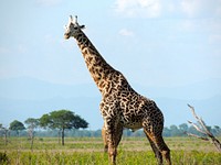 Giraffe in Serengeti, Tanzania. Original public domain image from Wikimedia Commons