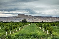 Young peach trees in the orchard-filled town of Palisade, outside Grand Junction, Colorado.