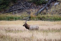 Bull elk in Yellowstone National Park, in the northwest corner of the western state of Wyoming. Original image from <a href="https://www.rawpixel.com/search/carol%20m.%20highsmith?sort=curated&amp;page=1">Carol M. Highsmith</a>&rsquo;s America, Library of Congress collection. Digitally enhanced by rawpixel.