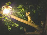 Cat atop a tree, Şirince, Turkey.