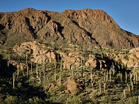 Saguaro cacti &mdash; native to Arizona and a bit of California and northern Mexico &mdash; display their upturned &ldquo;arms&rdquo; on a hillside near Tucson, Arizona.