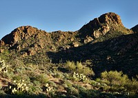 Saguaro cacti &mdash; native to Arizona and a bit of California and northern Mexico &mdash; display their upturned &ldquo;arms&rdquo; on a hillside near Tucson, Arizona.