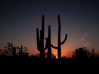 Saguaro cacti at sunset outside Tucson, Arizona. Original image from <a href="https://www.rawpixel.com/search/carol%20m.%20highsmith?sort=curated&amp;page=1">Carol M. Highsmith</a>&rsquo;s America, Library of Congress collection. Digitally enhanced by rawpixel.
