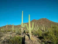 Saguaro cacti outside Tucson, Arizona. Original image from <a href="https://www.rawpixel.com/search/carol%20m.%20highsmith?sort=curated&amp;page=1">Carol M. Highsmith</a>&rsquo;s America, Library of Congress collection. Digitally enhanced by rawpixel.