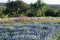 A luxurient field of bluebonnets, the state flower, near Marble Falls in the Texas Hill Country. Original image from <a href="https://www.rawpixel.com/search/carol%20m.%20highsmith?sort=curated&amp;page=1">Carol M. Highsmith</a>&rsquo;s America, Library of Congress collection. Digitally enhanced by rawpixel.