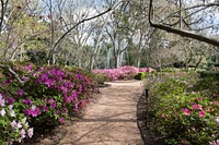 Garden path and blooming azeleas at the Bayou Bend Collection and Gardens in the River Oaks neighborhood of Houston, Texas.