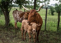 Longhorn cow and her calf at the 1,800-acre Lonesome Pine Ranch, a working cattle ranch that is part of the Texas Ranch Life ranch resort near Chappell Hill in Austin County, Texas.