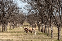 A longhorn steer appears to pose in a thicket in rural Kinney County, Texas. Original image from <a href="https://www.rawpixel.com/search/carol%20m.%20highsmith?sort=curated&amp;page=1">Carol M. Highsmith</a>&rsquo;s America, Library of Congress collection. Digitally enhanced by rawpixel.
