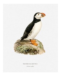 Atlantic puffin (Fratercula arctica) illustration wall art print and poster.