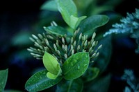 Green leaves plant. Original public domain image from <a href="https://commons.wikimedia.org/wiki/File:GreenFlowers-2014.06.20.jpg" target="_blank">Wikimedia Commons</a>