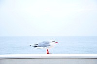 Seagull on the rail. Original public domain image from Wikimedia Commons