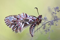 Multicolor moth. Original public domain image from <a href="https://commons.wikimedia.org/wiki/File:Southern_Festoon_in_Vienna.jpg" target="_blank">Wikimedia Commons</a>