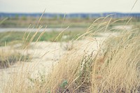 Dry Grass Stalks on Landscape.. Original public domain image from Wikimedia Commons