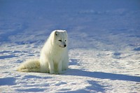 Cute baby fox on the snow. Original public domain image from <a href="https://commons.wikimedia.org/wiki/File:Arctic_Fox,_Iceland_2_(Unsplash).jpg" target="_blank">Wikimedia Commons</a>