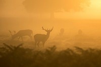 Wild deer graze in a foggy field during sunrise in Bushy Park. Original public domain image from Wikimedia Commons