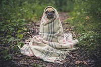 A pug wrapped in a plaid blanket sitting on the forest floor. Original public domain image from Wikimedia Commons
