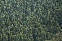 Top view of forest. Original public domain image from Wikimedia Commons