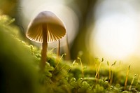 Mushroom on the grass on green tree trunk Original public domain image from Wikimedia Commons