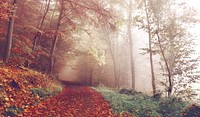 Autumnal forest. Original public domain image from <a href="https://commons.wikimedia.org/wiki/File:Bad_Pyrmont,_Deutschland_(Unsplash_CoD2Q92UaEg).jpg" target="_blank">Wikimedia Commons</a>