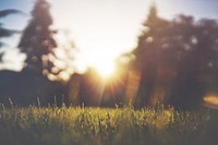 The grass and sun feature in perfect morning picture. Nature can't be more beautiful. Original public domain image from Wikimedia Commons