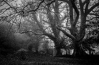 A creepy, foggy set of gnarly, barren trees. Original public domain image from Wikimedia Commons