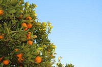 Orange tree. Original public domain image from Wikimedia Commons