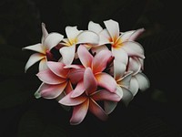 Close-up of a cluster of white and pink plumeria flowers. Original public domain image from Wikimedia Commons