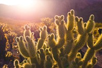 A close-up of an impressive cactus in a cactus field during sunset. Original public domain image from Wikimedia Commons